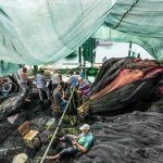 Balıkçılar sezonun ilk ağlarını atacak