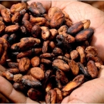 Kakao fiyatlarında büyük gerileme! Uzmanlar ne diyor?