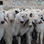 Salgın Yunanistan’ı vurdu: Çiftçilerin sürüleri itlaf ediliyor
