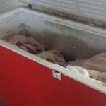 ABD’de 998 bin kg domuz eti metal riskiyle geri çağrıldı